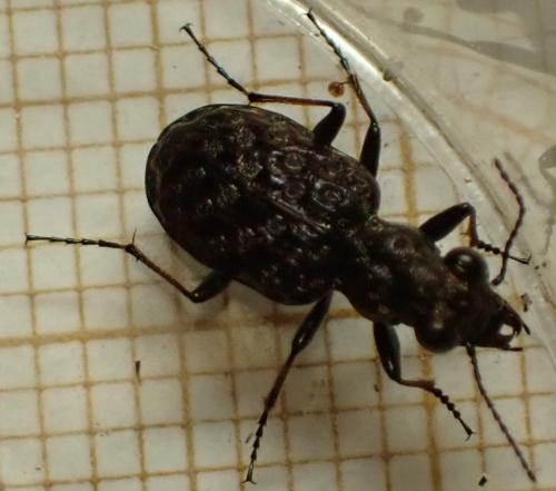 Elaphrus cupreus